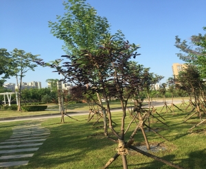 园林绿化