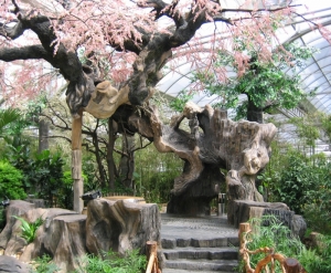 长春樱花树