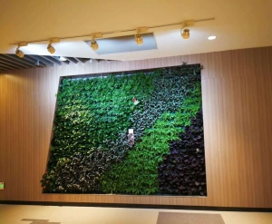 绿植墙