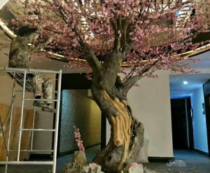 大连假树