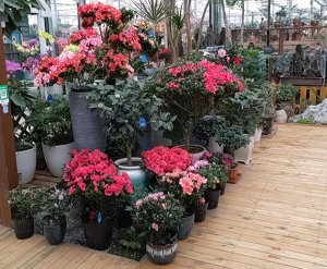 各种造型杜鹃花卉