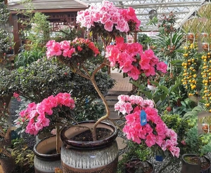 五色造型杜鹃花