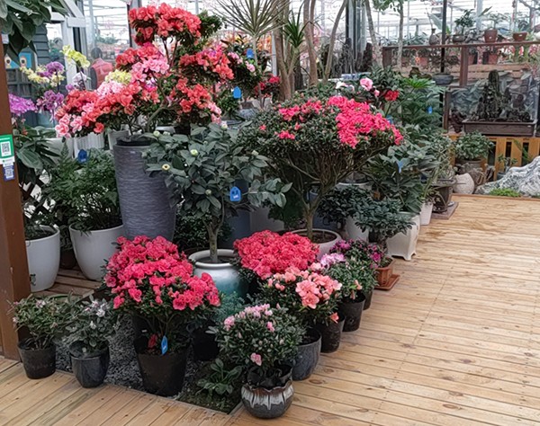 各种造型杜鹃花卉