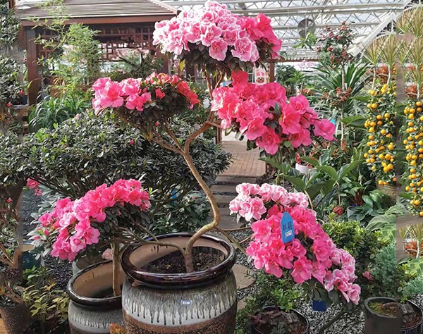 五色造型杜鹃花